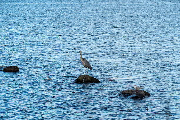 istock Grey Heron and Gull Perched on Coastal Rocks Over Blue Water 2213782147