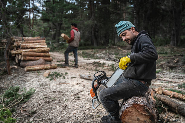 Foresters cut down trees that are due for felling in the forest and prepare them for transportation. Forest clearing operations are conducted for a variety of purposes, including timber harvesting or forest regeneration as part of a forest restoration plan. Felling old trees is beneficial for forest health because they are less resistant to pathogens and diseases.