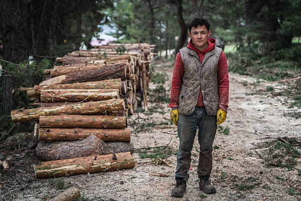 Foresters cut down trees that are due for felling in the forest and prepare them for transportation. Forest clearing operations are conducted for a variety of purposes, including timber harvesting or forest regeneration as part of a forest restoration plan. Felling old trees is beneficial for forest health because they are less resistant to pathogens and diseases.