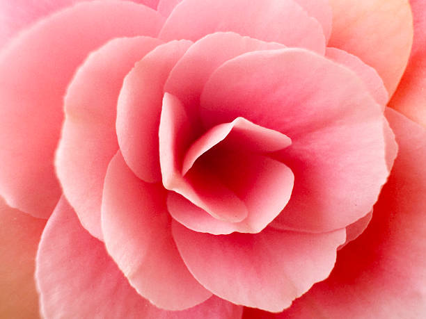 Closeup of a pink begonia flower with details of petals and shallow depth of field.