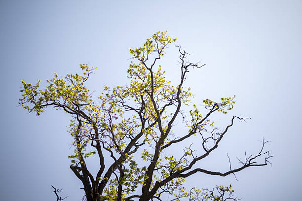 istock Tree Branches with New Spring Leaves Against a Pale Sky 2213782590