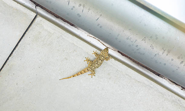 istock Tiny gecko - Tarentola mauritanica 2213783223