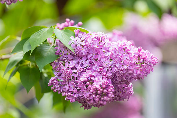 yringa vulgaris, the lilac or common lilac, is a species of flowering plant in the olive family, Oleaceae. Native to the Balkan Peninsula
