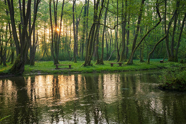 A peaceful river view with benches in the green forest. Trees reflect in the water, creating a calm, natural setting. Perfect for relaxation.
