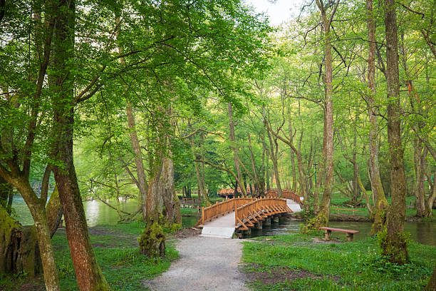 istock Bridge in lush green forest calm water peaceful scene 2213784118