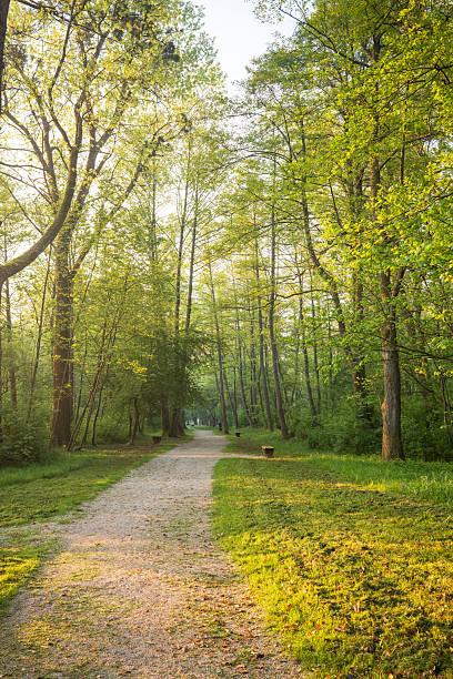 istock A scenic path winds through a lush sun dappled forest inviting exploration and tranquility Serene nature scene 2213784436