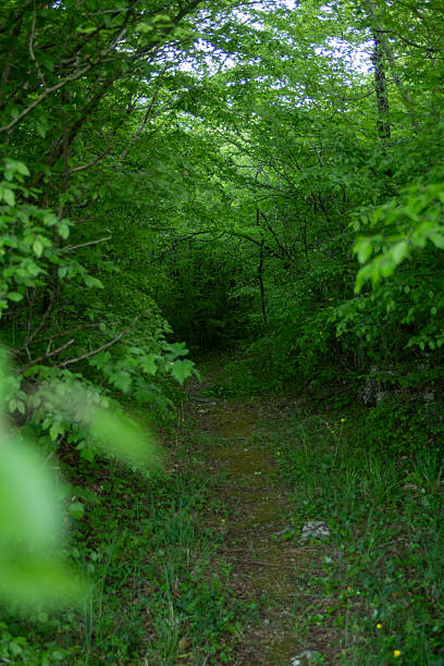 istock Forest trail at sunset, green leaves, colorful, spring time 2213784652