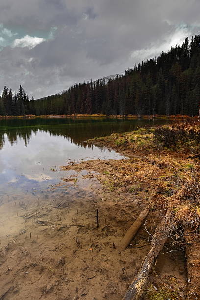 istock Reflective small pond encircled by conifer forests with dead tree trunks fallen on its shore, near Maligne Lake Road. Jasper NP-Alberta-Canada-221 2213784697