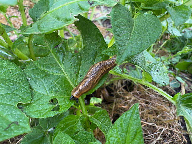 istock Brown slug on green leaf in vegetable garden 2213784946