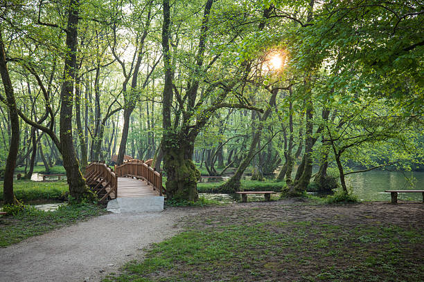 istock Wooden bridge in a lush forest park sunlight filtering through trees creating a scenic serene landscape 2213785012