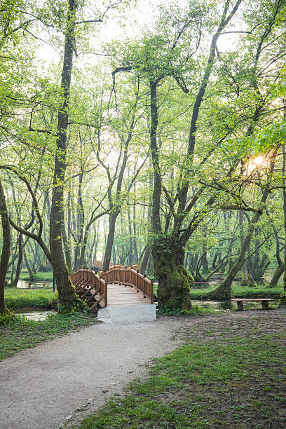 istock Peaceful forest scene with a rustic bridge leading into the lush greenery Serene landscape view 2213785071
