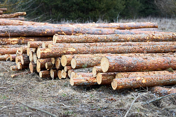 istock Piles logs of pine trees stacked in logging area in spring forest. Deforestation and forest destruction concept. Timber harvesting. Selective focus shot with copy space. 2213785296