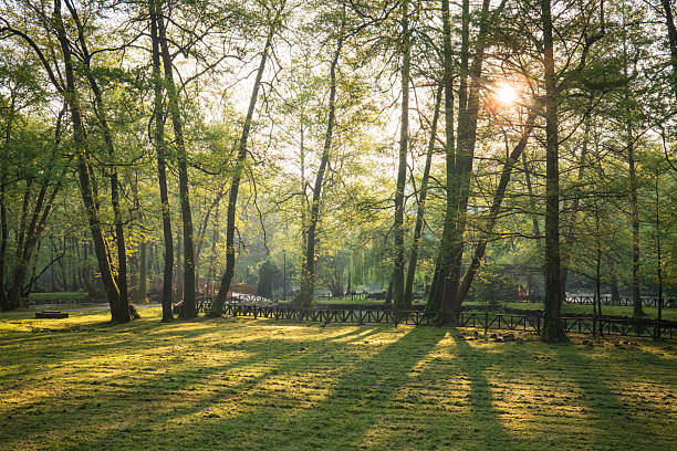 A tranquil forest with sunlight streaming through the trees, creating long shadows on the vibrant green grass. A wooden fence lines the edge of the park.
