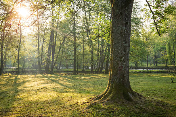 istock Sunlit forest landscape with a large tree in the foreground bathed in warm light creating a tranquil and picturesque scene 2213785401