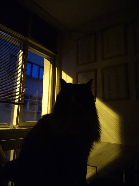 istock Silhouette of a Cat 2213786260