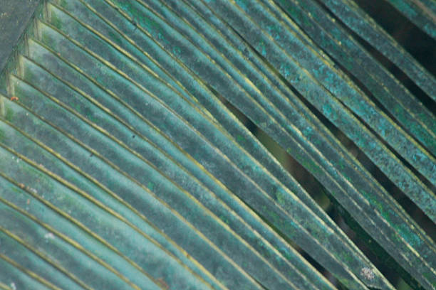 istock Abstract background of pattern and leaves of coconut trees. Palm leaf texture. Full frame. Nature backgrounds. Palm leaves with natural lines and patterns 2213786793