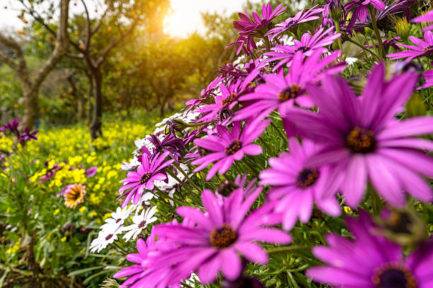 Purple and white flowers bloom vibrantly in a Sicilian meadow under warm sunlight, creating a picturesque scene of natural beauty and tranquility.