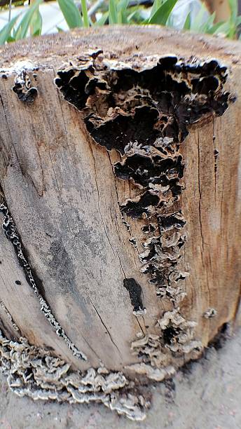 istock Chondrostereum purpureum mushroom growing on an old tree stump 2213788546