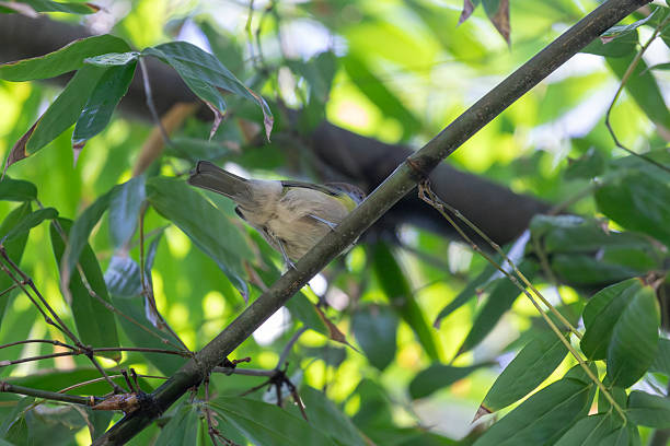 istock Bananaquit (Coereba flaveola) Seen from Behind on Turk's Cap Mallow 2213790101