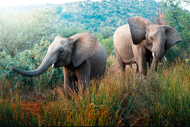 Wild elephant herd in Pilanesberg National Park, South Africa during the summer, wet, season which provides an abundance of rich green grass for the herbivores and subsequently for the predators.
