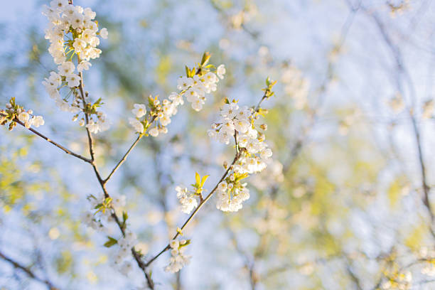 Green leaves and white apple blossoms on branch Fresh green leaves and small white apple flowers on a branch, symbolizing spring renewal. apple-tree-flowers stock pictures, royalty-free photos & images