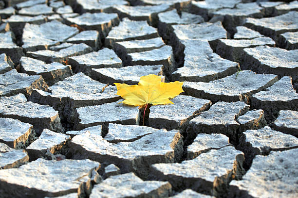Parched, fissured ground with a single green sprout pushing through, symbolizing hope and survival. Great for climate change and nature visuals.