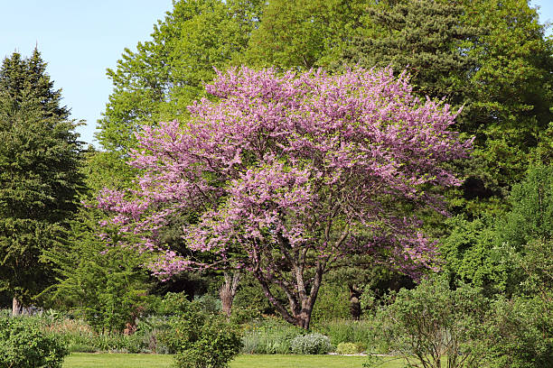 istock Cercis siliquastrum - Judas tree 2213791559