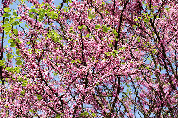 Judas tree in full bloom.