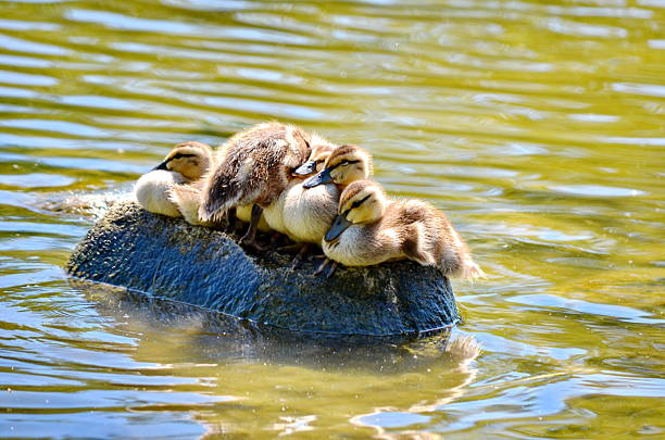 Ducklings sitting on a rock on Vancouver Island, BC, Canada.
