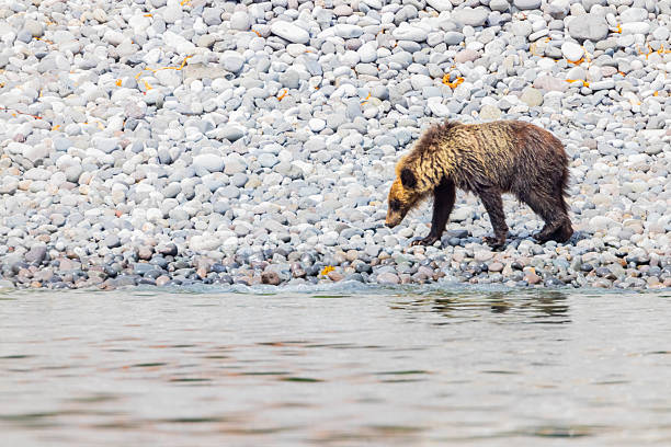 Brown bear roaming the beach