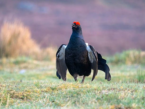 A Male Black Grouse (Tetrao tetrix) on a Lek in Scotland