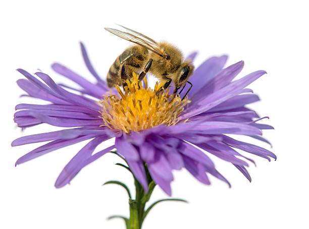 istock bee or honeybee Apis Mellifera isolated on white 2213797817