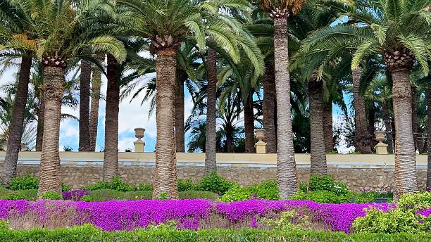 istock Vibrant Palm Trees Stand Tall Against a Bright Blue Sky Surrounded by Lush Greenery 2213798081