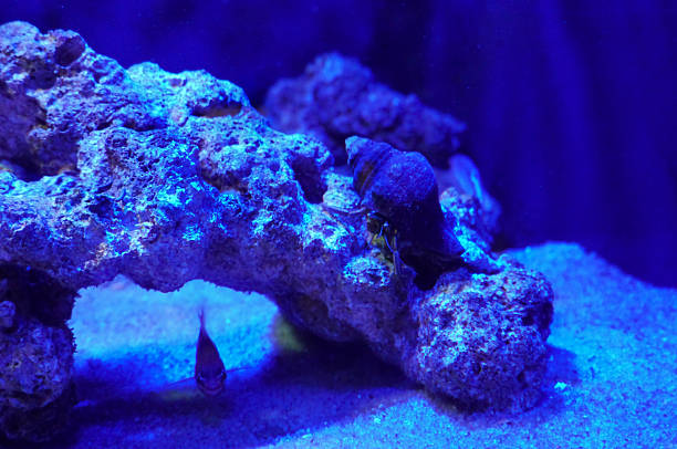 Hermit crab in aquarium. Marine life in captivity.