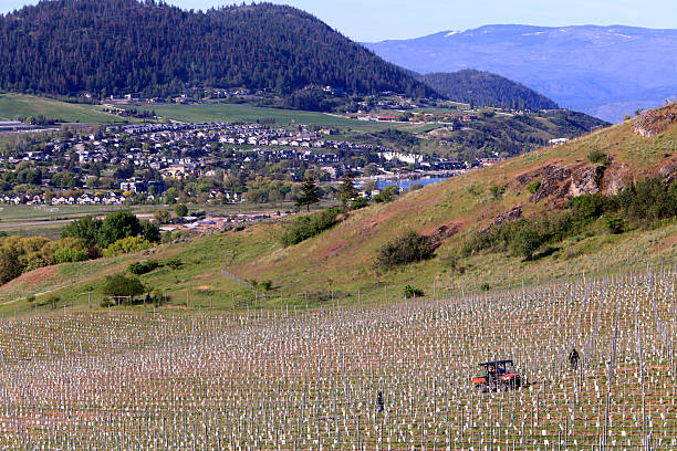 Just planted orchard, men and euipment. Lake Okanagan and homes in distance. Early Spring. Month of May .