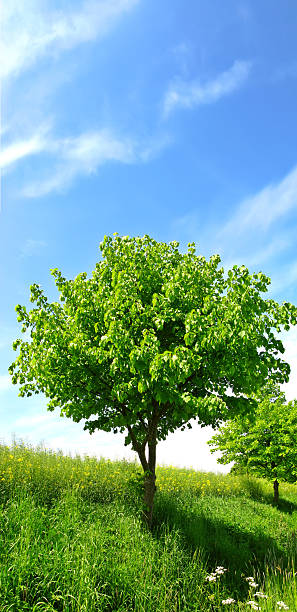 Lush green tree standing in a sunlit grassy meadow under a bright blue sky