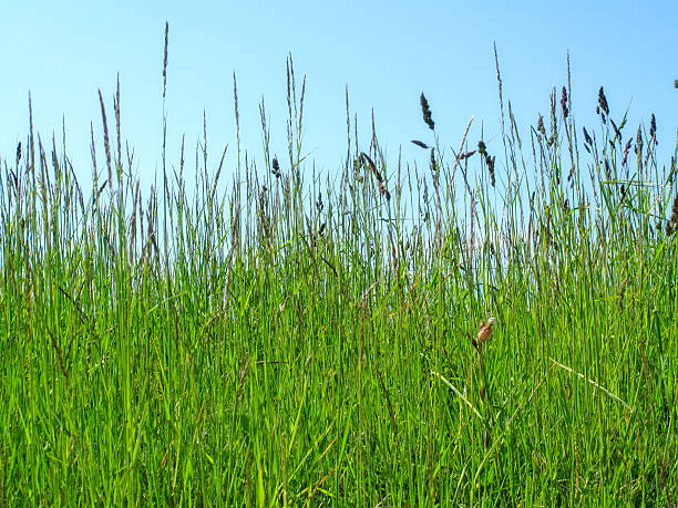istock Lush green wild grass swaying under the clear blue sky on a sunny day 2213800892