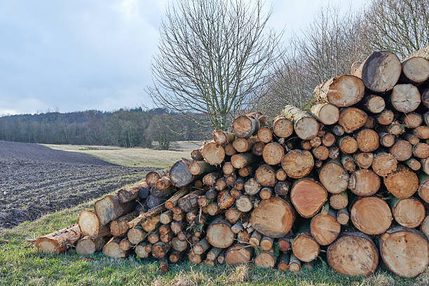 An image of neatly stacked logs, carefully arranged by size, set against a backdrop of fertile farmland and leafless trees. The sparse clouds and soft lighting create a peaceful, pastoral ambiance.