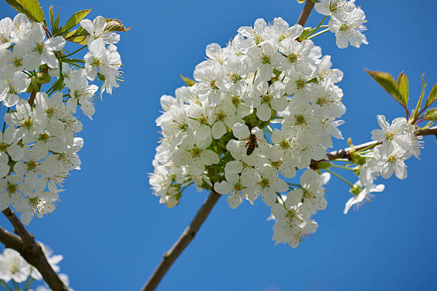 Cherry blossom and bee in Spring