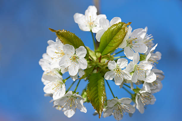 A cluster of Prunus avium blossoms in full bloom is captured against a crystal-clear sky, showcasing their gentle white petals and vibrant green leaves, heralding the beauty and vitality of springtime.