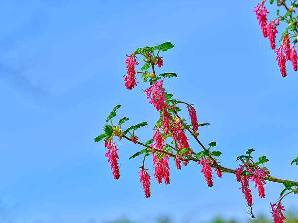 Ribes sanguineum (flowering currant or red-flowering currant) is a species of flowering plant in the family Grossulariaceae, native to western coastal North America from central British Columbia south to central California.