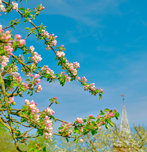 Delicate apple blossoms (Malus domestica) in full bloom frame a vibrant blue spring sky, with a church steeple subtly visible in the distant background, evoking serenity and vibrant renewal.