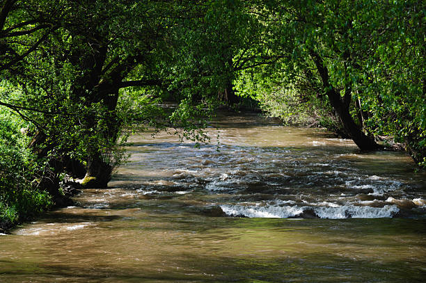 A serene forest scene featuring a swiftly flowing river shaded by dense green trees on both sides. Sunlight filters through the leaves, casting dappled light on the water surface and emphasizing the vibrant, fresh atmosphere of late spring or early summer.