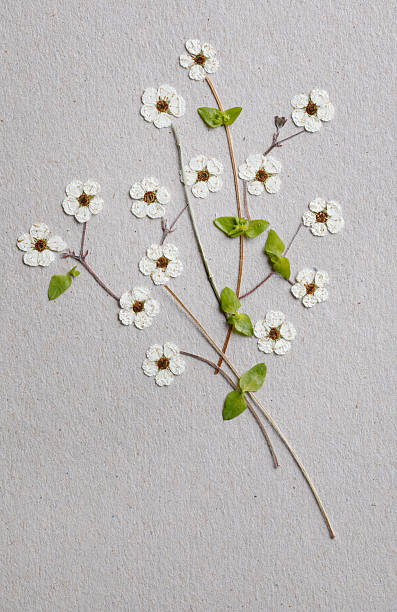 Little wild white flowers on gray rustc paper with copy space