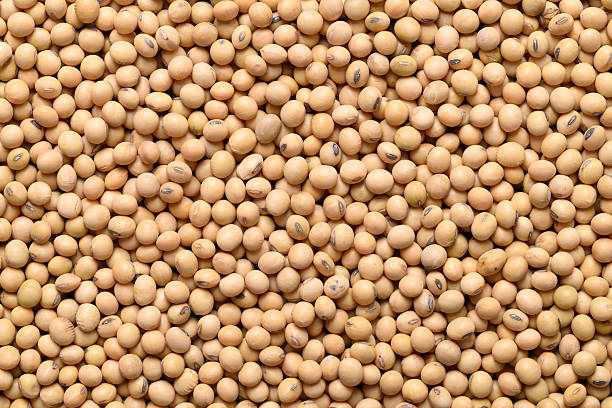 istock Soybean seeds texture background, Food ingredient, Top view 2213803850