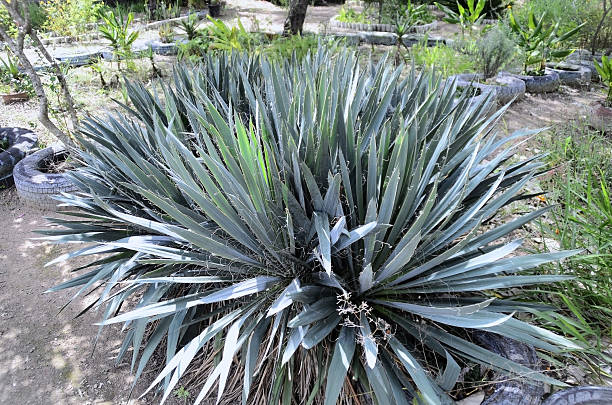 istock Adam's needle (yucca filamentosa 'Excalibur') in country garden 2213804110