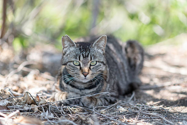 Stray cat relaxing on the roadside