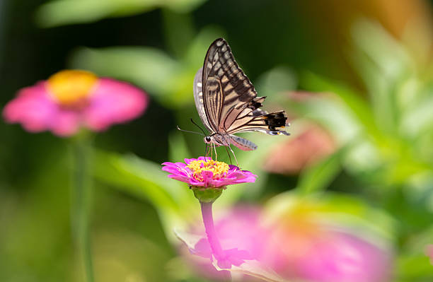 istock A swallowtail butterfly sucking nectar from a flower 2213804705