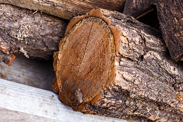 Large logs lie in the village