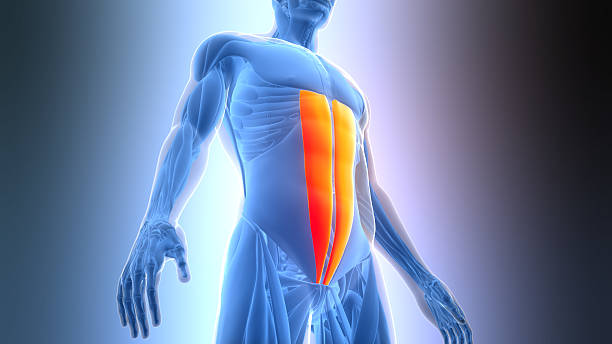 istock Human Muscular System Torso Muscles Rectus Abdominis Muscle Anatomy 2213809399